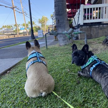 Island Pet Movers - Mona and Hilo waiting for dinner in Kona! - Pet Transportation Near Me - Honolulu, Hawaii Island Pet Movers - Mona and Hilo waiting for dinner in Kona! - Pet Transportation Near Me - Honolulu, Hawaii