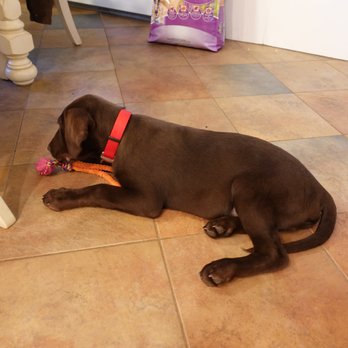 Northside Animal Hospital - Cooper - Veterinarians Near Me - Hooksett, New Hampshire Northside Animal Hospital - Cooper - Veterinarians Near Me - Hooksett, New Hampshire