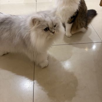 Cat Cafe MOFF Pearlridge Center - Themed Cafes Near Me - Aiea, Hawaii