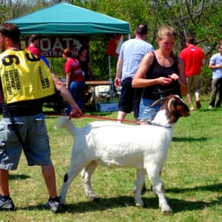 Sly Fox Bock Fest & Goat Races - Wally - the fastest goat