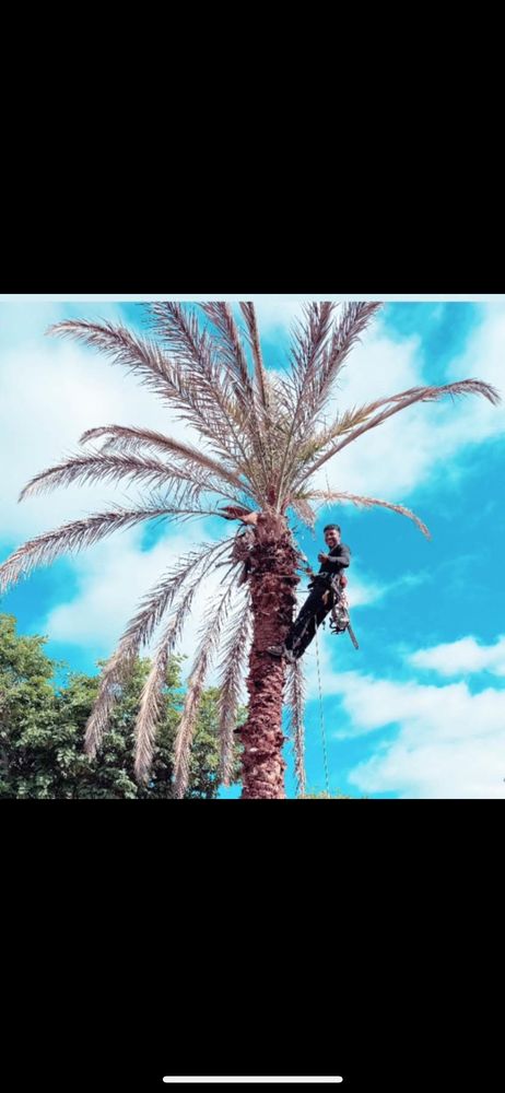 Joel’s tree care 1 - tree service in San Antonio, TX