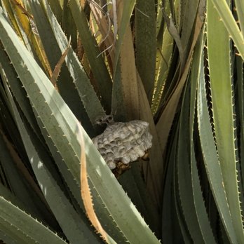 Agent Pest Control - Paper wasps will nest anywhere they feel safe - Pest Control Near Me - Henderson, Nevada