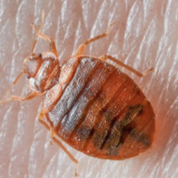 Allstate Pest Control - Bed Bugs - Pest Control Near Me