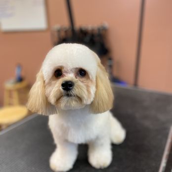 Canyon Ridge Pet - Pet Groomers Near Me - Tucson, Arizona Canyon Ridge Pet - Pet Groomers Near Me - Tucson, Arizona