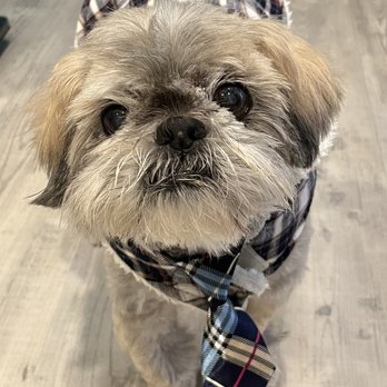 Dirty Dawgs Grooming - Thank you Vanessa! - Pet Groomers Near Me - Concord, California
