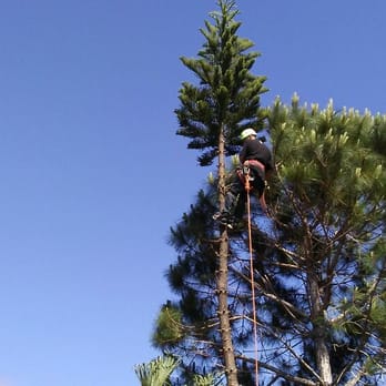 Left Coast Tree Service - No tree is to tall for us - Tree Services Near Me - Palm Harbor, Florida Left Coast Tree Service - No tree is to tall for us - Tree Services Near Me - Palm Harbor, Florida