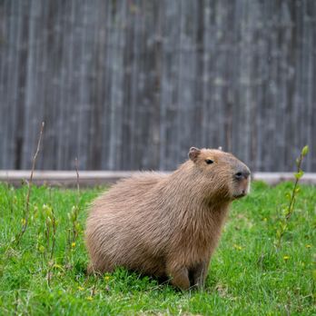 Lake Superior Zoo - Capybara - Zoos Near Me - Duluth, Minnesota Lake Superior Zoo - Capybara - Zoos Near Me - Duluth, Minnesota