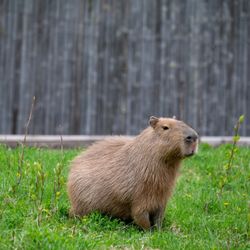 Lake Superior Zoo - Capybara