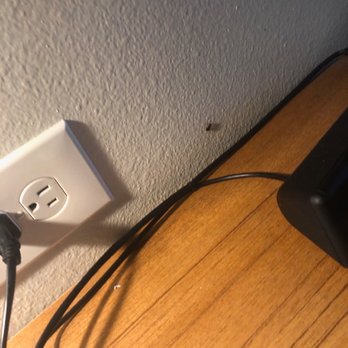 Hyatt Place Austin / Cedar Park - Another cockroach on the wall near the tv, crawling. - Hotels Near Me - Cedar Park, Texas Hyatt Place Austin / Cedar Park - Another cockroach on the wall near the tv, crawling. - Hotels Near Me - Cedar Park, Texas