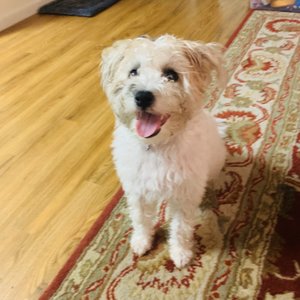 aloha affordable veterinary