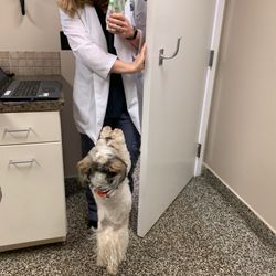 Commonwealth Veterinary Hospital