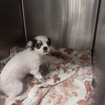 Standiford Veterinary Center - my dog. - Veterinarians Near Me - Modesto, California