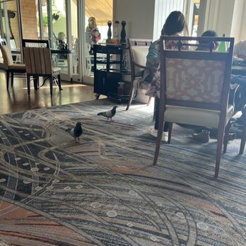The Loft - Just a few of the many pigeons you will meet at dinner - New American Near Me - Laguna Beach, California