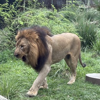 Brevard Zoo - Zoos Near Me - Melbourne, Florida Brevard Zoo - Zoos Near Me - Melbourne, Florida