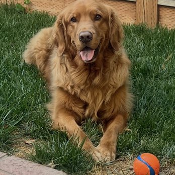 Cali K9 - Pet Training Near Me - San Jose, California