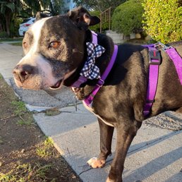 Boom Boom - a senior with arthritic front legs so I love that I do not have to pick a leg up to put Kahoots harness on. Boom Boom - a senior with arthritic front legs so I love that I do not have to pick a leg up to put Kahoots harness on.