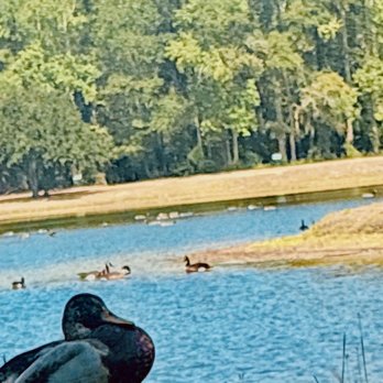 Luther Britt Park - Parks Near Me - Lumberton, North Carolina Luther Britt Park - Parks Near Me - Lumberton, North Carolina