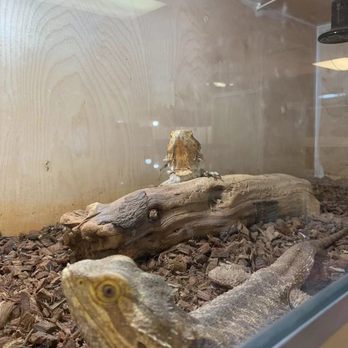 King Chinchilla - Pet Stores Near Me - San Dimas, California King Chinchilla - Pet Stores Near Me - San Dimas, California
