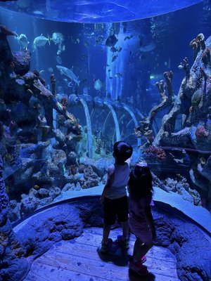 SEA LIFE Arizona Aquarium by null
