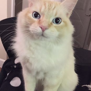 Village Vet at Sterling Ridge - Coog! - Veterinarians Near Me - Spring, Texas Village Vet at Sterling Ridge - Coog! - Veterinarians Near Me - Spring, Texas