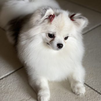 Doggie Designs - Plaid bows today! Groomed by Nicole - Pet Groomers Near Me - Vacaville, California