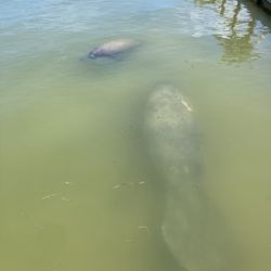 Jensen's Twin Palms Resort & Marina - Mama and baby manatee off the pier at Jensen's