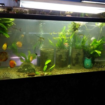 Advanced Aquarium Systems - Green Bay - Pet Stores Near Me - Green Bay, Wisconsin Advanced Aquarium Systems - Green Bay - Pet Stores Near Me - Green Bay, Wisconsin