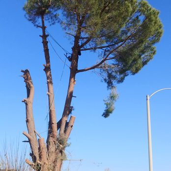 JS Tree Care - Tree Services Near Me - Hesperia, California JS Tree Care - Tree Services Near Me - Hesperia, California