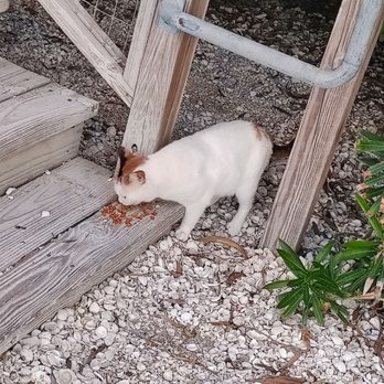 Salt Shack On The Bay - Cute kitties living on the property - Seafood Near Me - Tampa, Florida Salt Shack On The Bay - Cute kitties living on the property - Seafood Near Me - Tampa, Florida