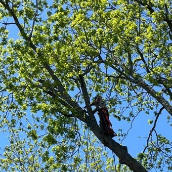 Zeigler Tree & Timber - Tree Services Near Me - Madisonville, Louisiana Zeigler Tree & Timber - Tree Services Near Me - Madisonville, Louisiana