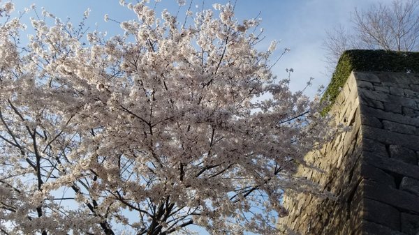 Fukuyama Castle Museum by null
