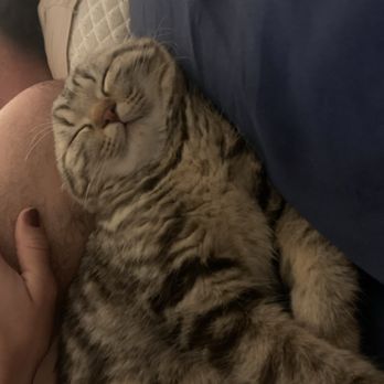 Luxury Kittens Scottish Fold - Pet Breeders Near Me - Los Angeles , California