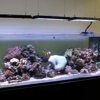 Premier Aquariums - Aquarium Services Near Me Premier Aquariums - Aquarium Services Near Me