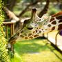 Photo of Roosevelt Park Zoo