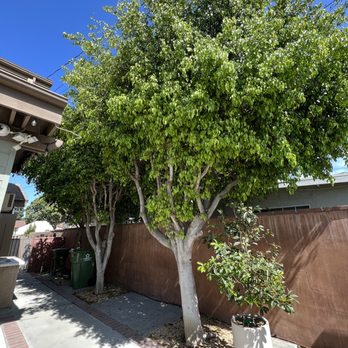 Tzuban Tree Services - BEFORE -- ficus trees in our backyard - Tree Services Near Me Tzuban Tree Services - BEFORE -- ficus trees in our backyard - Tree Services Near Me