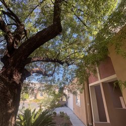 BM &Trees & Irrigation - Tree trimming
