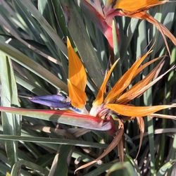 Riverwalk Cafe - A bird of paradise out by the front entrance