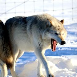 Tent City Tours - Wolf at the Alaska wildlife conservation center