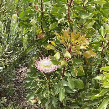 Ali'i Kula Lavender - King Protea at Alii's Lavender Farm - Tours Near Me - Kula, Hawaii