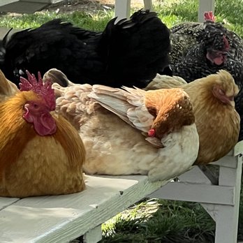Merced Fruit Barn - Dining companions on the picnic table - Fruits & Veggies Near Me - Merced, California