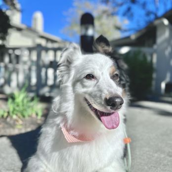 Paws and Relax Studio - Pet Groomers Near Me