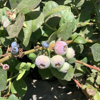 U-Pick Blueberries - Pick Your Own Farms Near Me - Santa Maria, California U-Pick Blueberries - Pick Your Own Farms Near Me - Santa Maria, California