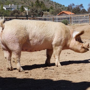 Farm Sanctuary - Animal Shelters Near Me - Acton, California