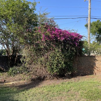 M&T Property Solutions - Killed bougainvillea tree used to be fully flourished. - Lawn Services Near Me M&T Property Solutions - Killed bougainvillea tree used to be fully flourished. - Lawn Services Near Me