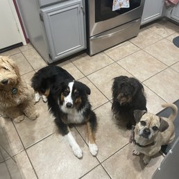 Dogs in a pet sitter's home
