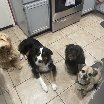 Wonder Dog Training - Dogs in a pet sitter's home - Pet Training Near Me