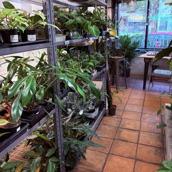 Plant Stella - Variety - Nurseries & Gardening Near Me - Greenville, South Carolina Plant Stella - Variety - Nurseries & Gardening Near Me - Greenville, South Carolina