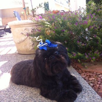 Laguna Pet Spa - Angel! - Pet Groomers Near Me - Laguna Hills, California Laguna Pet Spa - Angel! - Pet Groomers Near Me - Laguna Hills, California