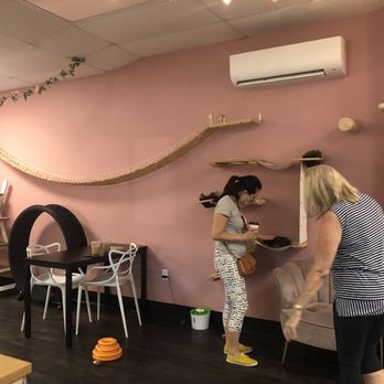 Tally Cat Cafe - Cat cafe - Pet Adoption Near Me - Tallahassee, Florida Tally Cat Cafe - Cat cafe - Pet Adoption Near Me - Tallahassee, Florida