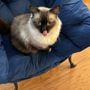 Photo of Holmes Feline Clinic